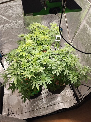 Growreport Bild 4