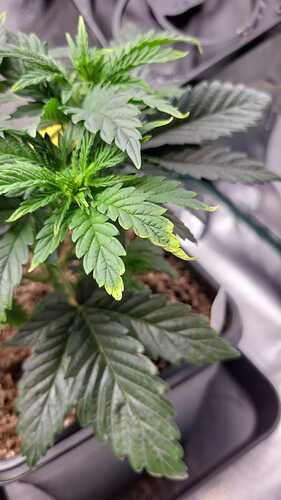 Growreport Bild 2