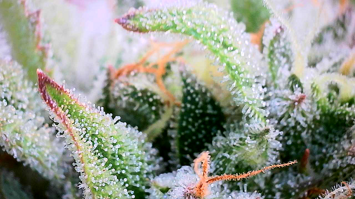 Nahaufnahme von Cannabis-Blüten mit deutlich sichtbaren Trichomen.