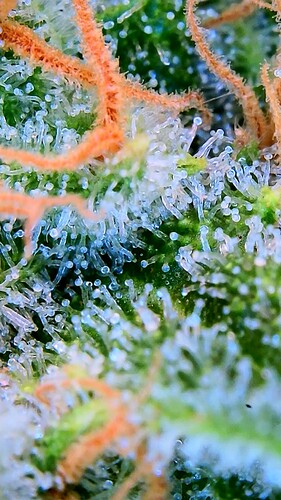 Growreport Bild 38