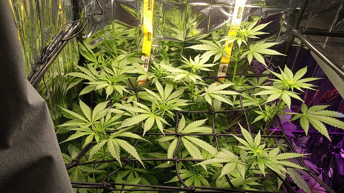 Growreport Bild 1