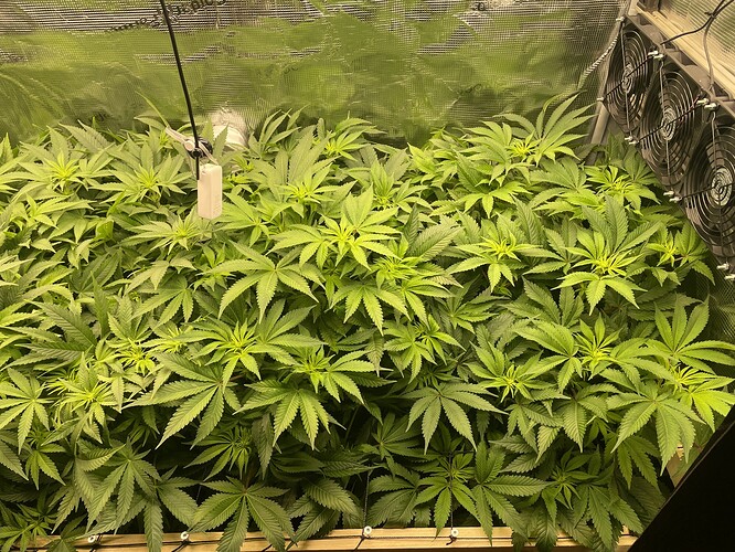 Eine dichte Ansammlung von Cannabis-Pflanzen im Wuchsstadium, die in einer Growbox unter Kunstlicht wachsen. Mehrere Lüfter sind an der rechten Wand der Box sichtbar.