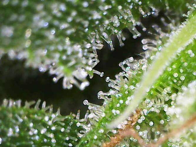 Growreport Bild 24