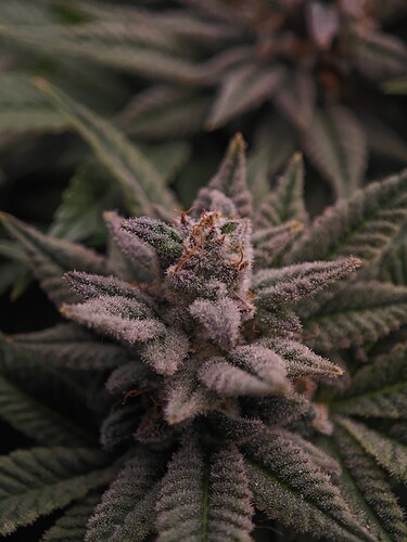 Growreport Bild 5