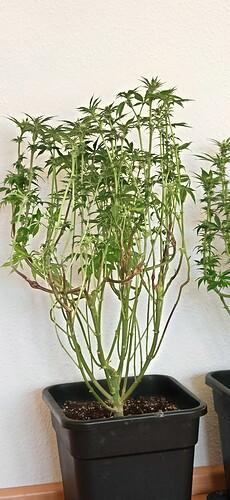 Growreport Bild 6