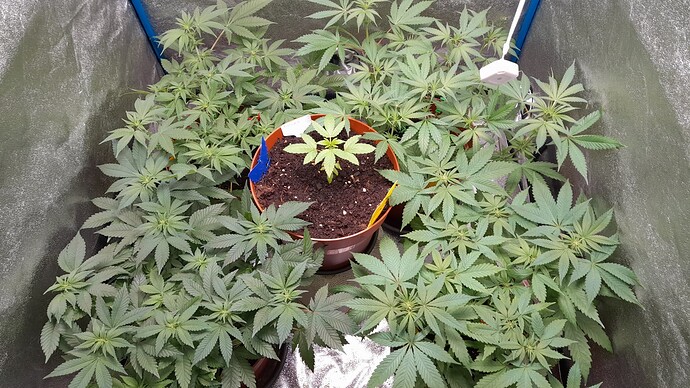 Growreport Bild 3