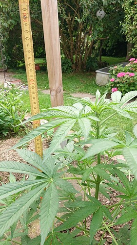 Growreport Bild 12