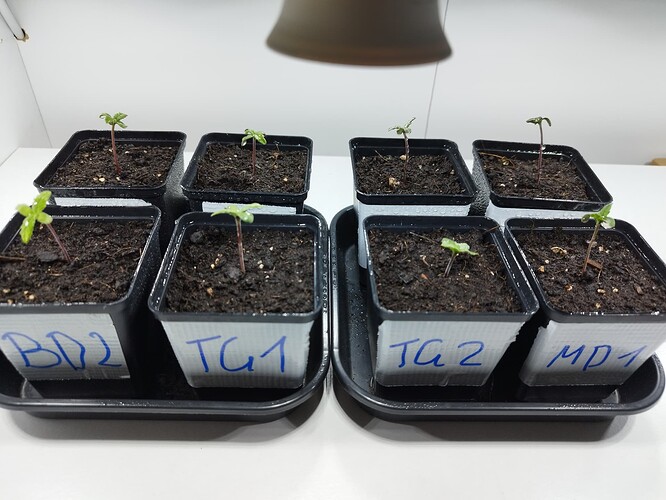 Growreport Bild 4
