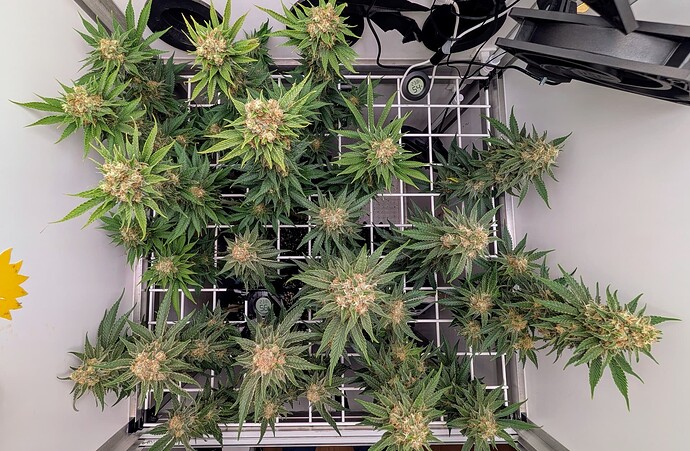 Growreport Bild 40