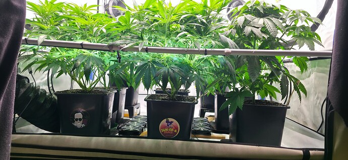 Growreport Bild 40