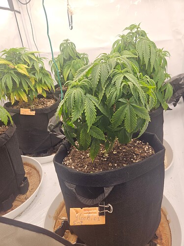 Growreport Bild 24