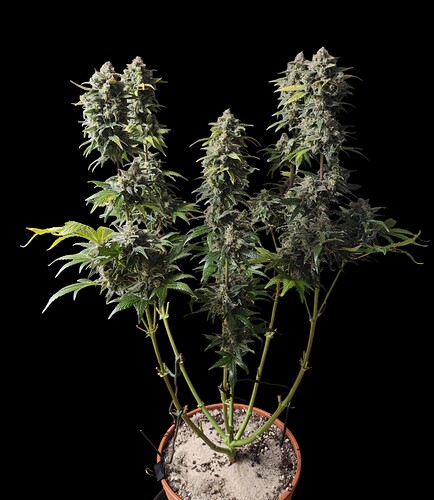 Growreport Bild 50