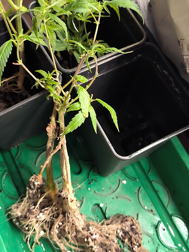 Growreport Bild 30