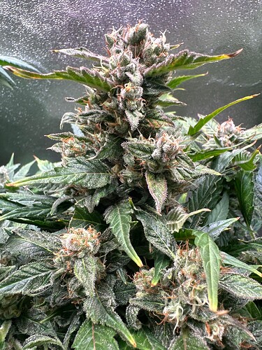 Growreport Bild 78