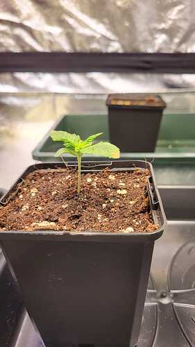 Growreport Bild 43