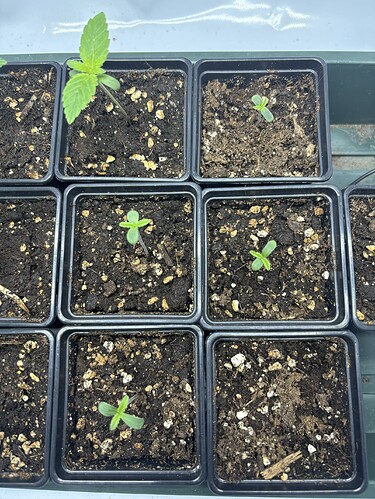 Growreport Bild 5