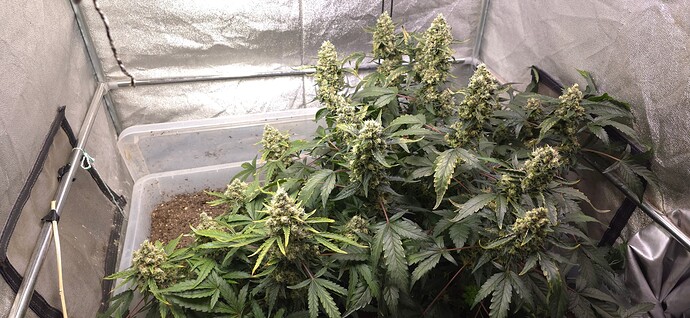 Growreport Bild 1