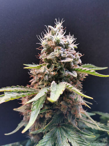 Growreport Bild 5