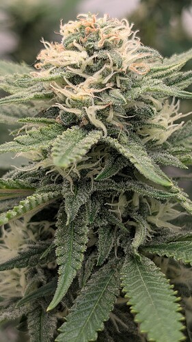 Growreport Bild 45
