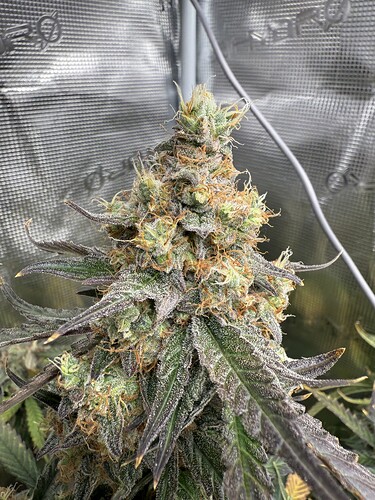 Growreport Bild 5