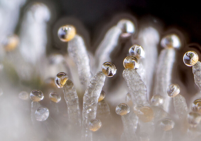 Day-111 Trichome-Porn