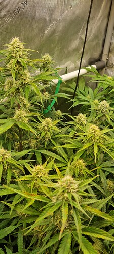 Growreport Bild 5