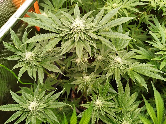Growreport Bild 7