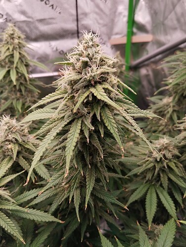 Growreport Bild 5