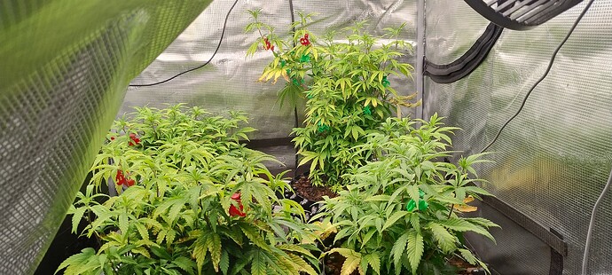 IMG_20251101_212744281_HDR