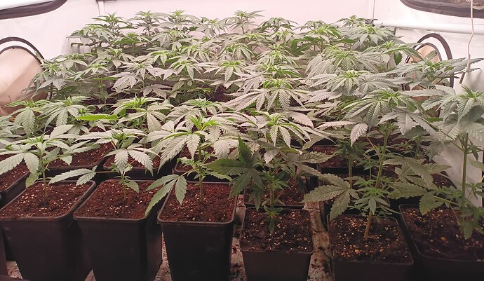 Growreport Bild 5