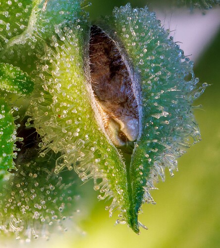Growreport Bild 8