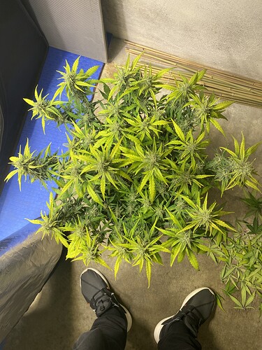 Growreport Bild 33