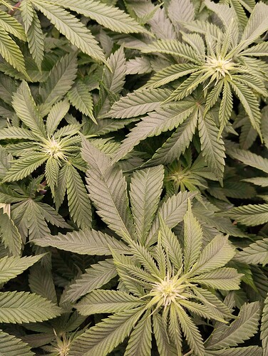 IMG_20250122_205417 - Kopie