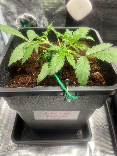 Growreport Bild 1