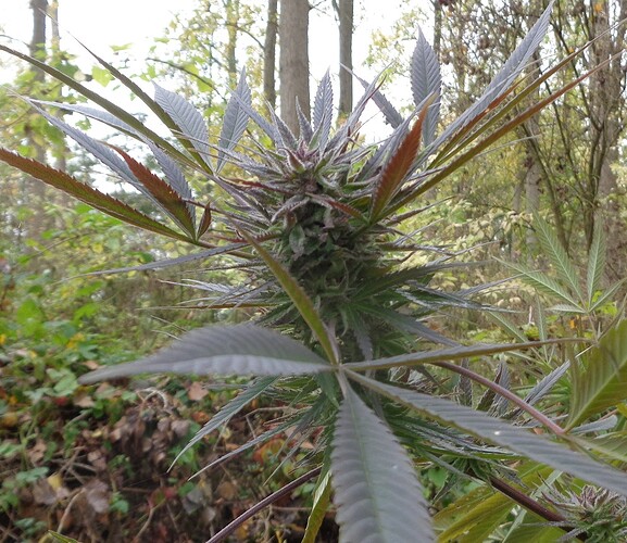 Purple Satellite 1