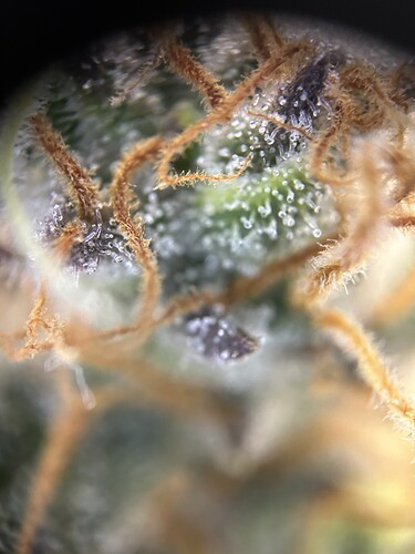 Growreport Bild 5