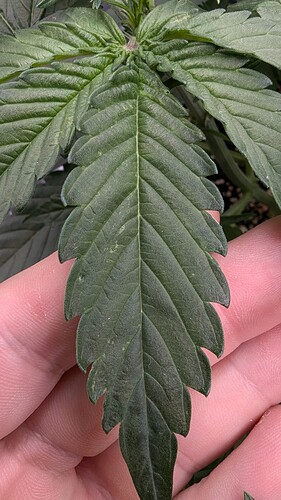 PXL_20240722_182136753