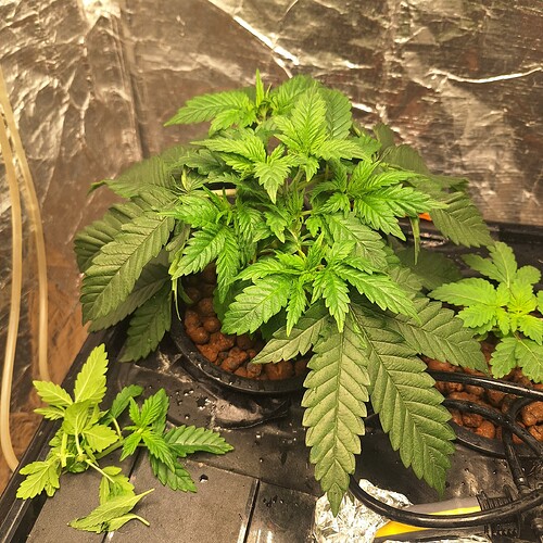 Eine junge Cannabispflanze in der Wachstumsphase in einem Zelt, daneben liegen abgeschnittene Zweige.