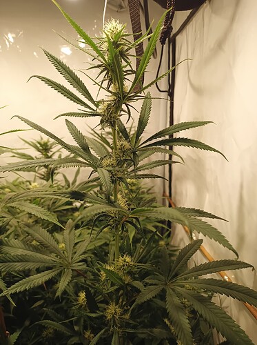 Growreport Bild 4