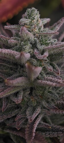 Growreport Bild 20