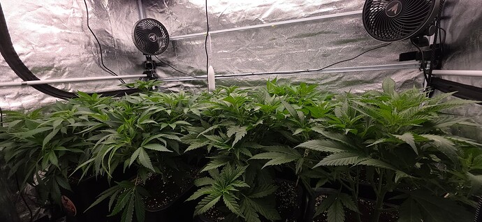 Growreport Bild 36