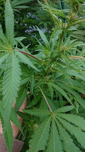 Growreport Bild 14