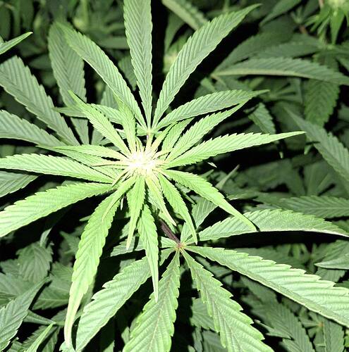 Growreport Bild 7