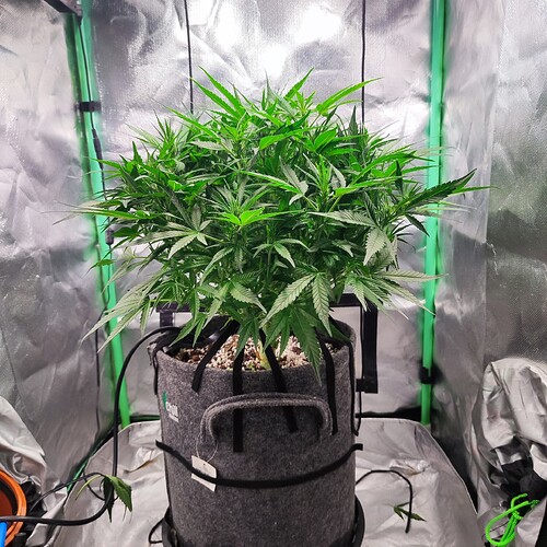 Growreport Bild 5