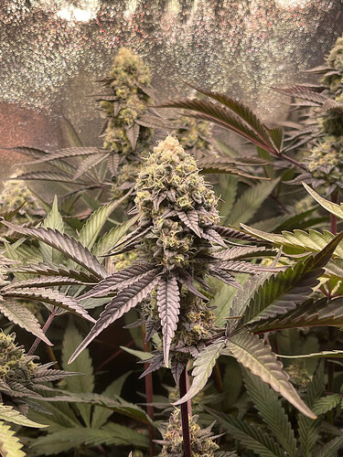 Growreport Bild 12