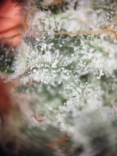 Growreport Bild 4