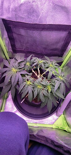 Growreport Bild 6
