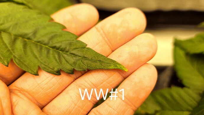 Growreport Bild 23