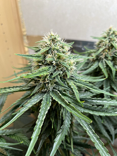 Growreport Bild 4