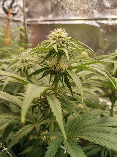 Growreport Bild 4